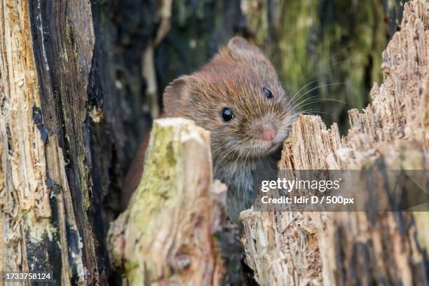 close-up of rat on tree trunk - mustela vison stock pictures, royalty-free photos & images