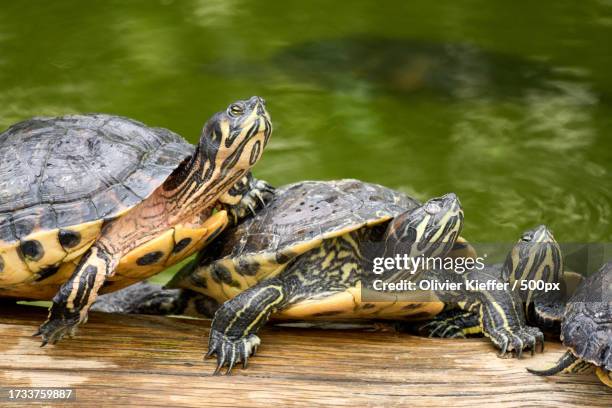 close-up of turtles on tortoise shell - pet turtle stock pictures, royalty-free photos & images
