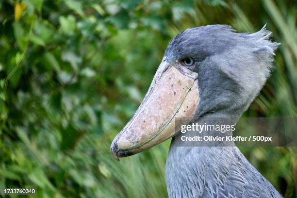 close-up of shoebilled stork - shoebill stock pictures, royalty-free photos & images