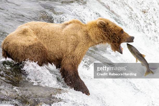 great catch!  bear at brooks falls, katmai national park and preserve, alaska - deposizione di uova di pesce foto e immagini stock
