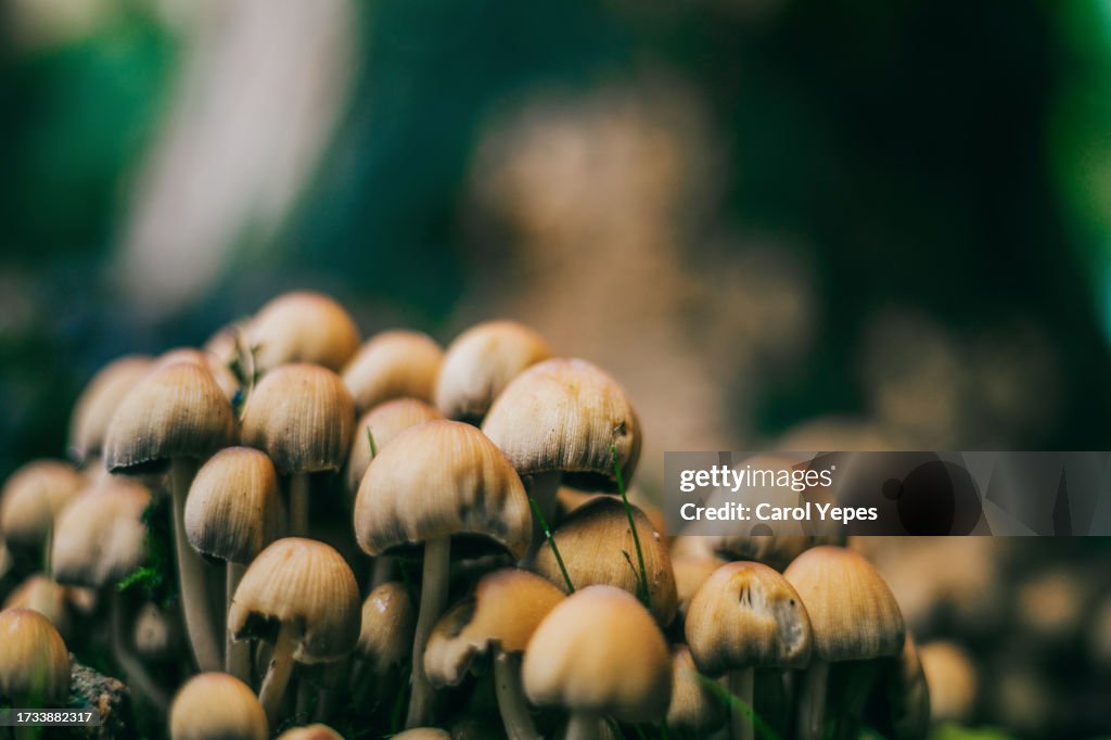 Landscop on mushroom style natural and beautiful