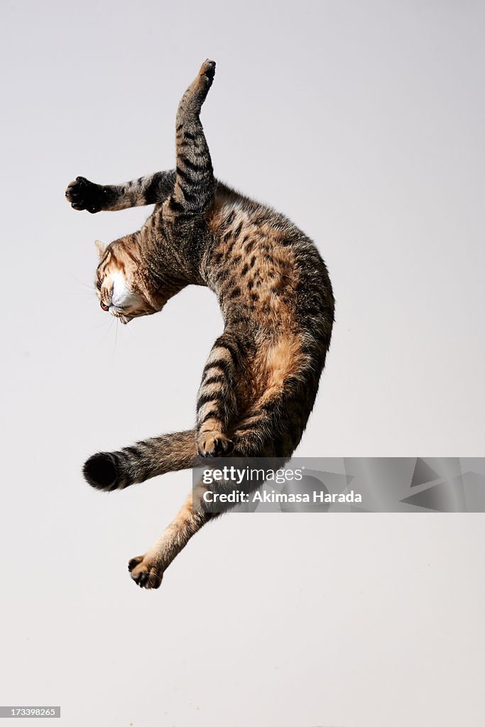 Cat which jump and twisted his body like dancing.