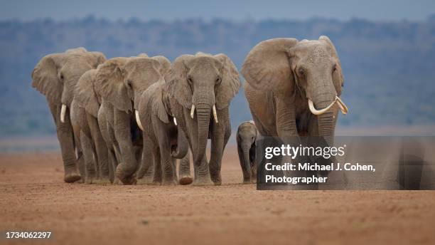 crossing the lake - elephant stock pictures, royalty-free photos & images
