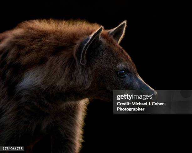 low-key hyena - wildhund stock-fotos und bilder