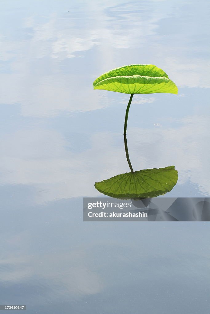 Lotus Leaf reflecting on water