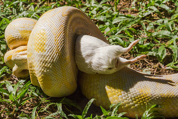 White Python Eating 232 Python Eating Stock Photos, High-Res Pictures, and Images - Getty ...