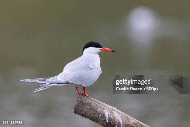 close-up of tern perching on wooden post - アジサシ ストックフォトと画像