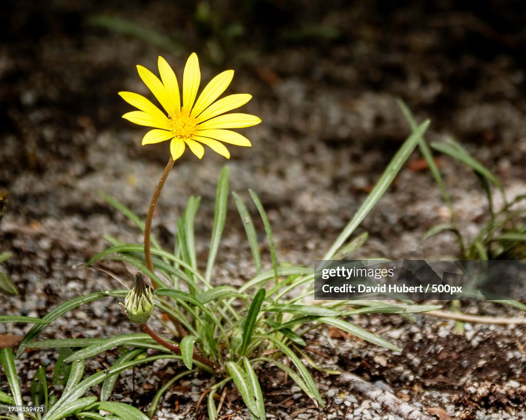 Close-up of yellow flowering plant on field,United States,USA