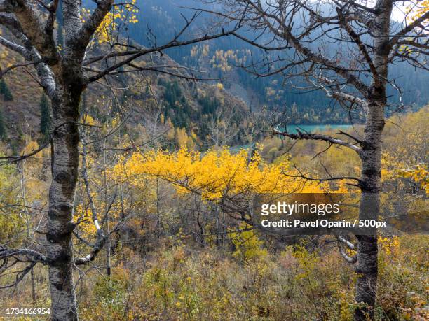 trees in forest during autumn - antiparasitic stock pictures, royalty-free photos & images