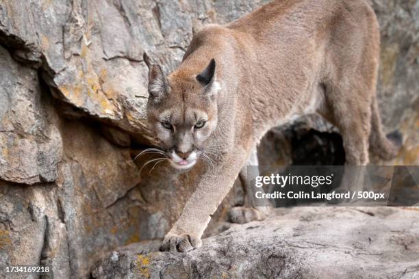 portrait of cat on rock - carnivora stock pictures, royalty-free photos & images