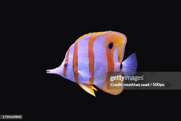 close-up of butterflytropical angelsaltwater fish swimming against black background - butterflyfish stock pictures, royalty-free photos & images