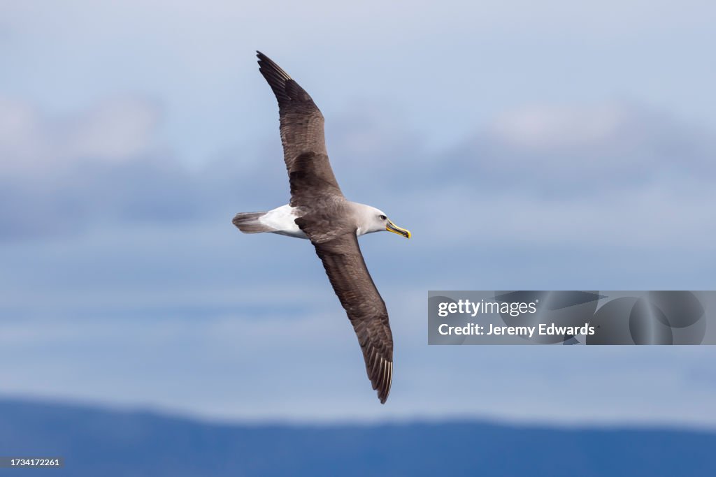 Buller's Albatross, Tasman Sea, Tasmania, Australia