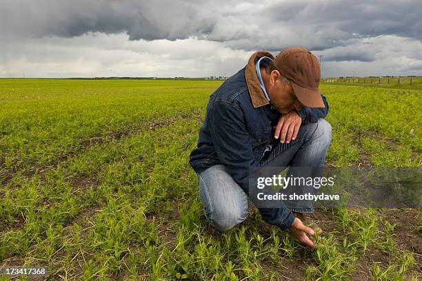checking the crop - concerned farmers stock pictures, royalty-free photos & images