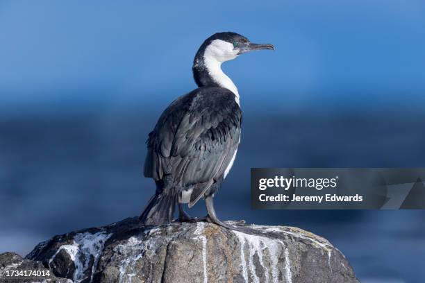 black-faced cormorant, bruny island, tasmania - pacific ocean perch stock pictures, royalty-free photos & images