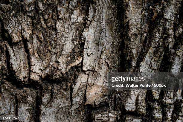 full frame shot of tree trunk - ponte hebden stock-fotos und bilder