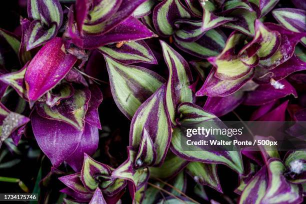 full frame shot of purple flowering plants - ponte hebden stock-fotos und bilder