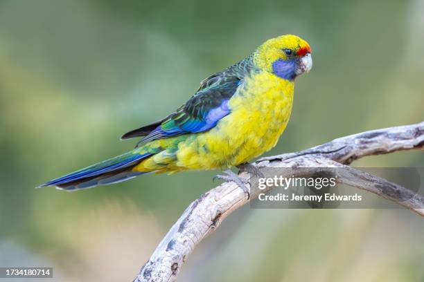 green rosella, hobart, tasmania, australia - tropical bird stock pictures, royalty-free photos & images