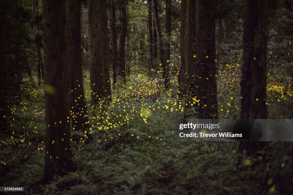 Fireflies in a forest