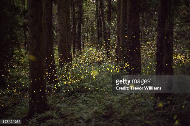 fireflies in a forest - mystery fotografías e imágenes de stock