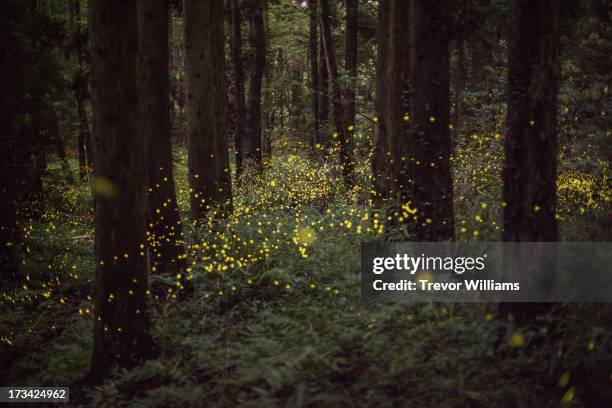 fireflies in a forest - enchanted forest stock pictures, royalty-free photos & images