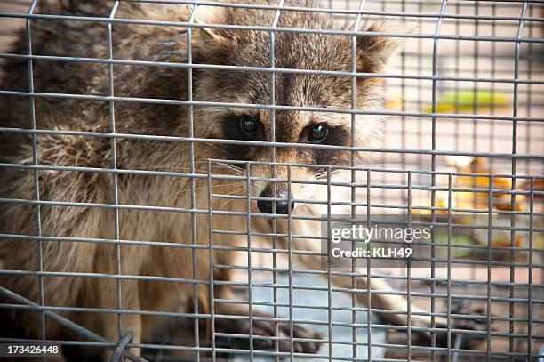 raccoon procyon lotor - animals in captivity stock-fotos und bilder
