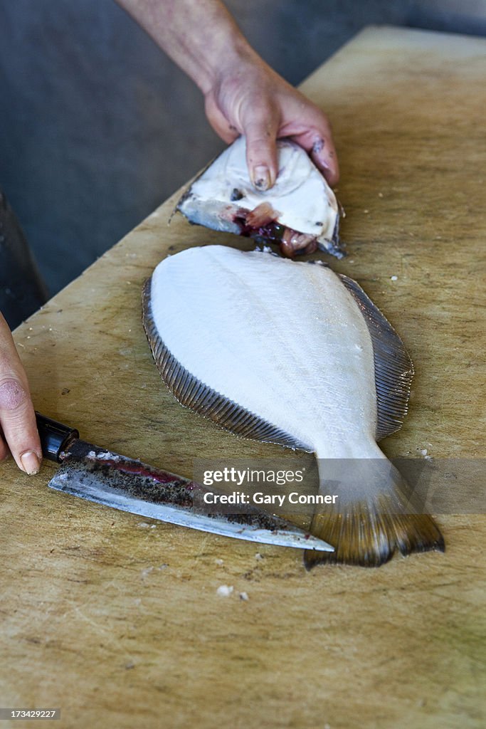 Fisherman fillets halibut