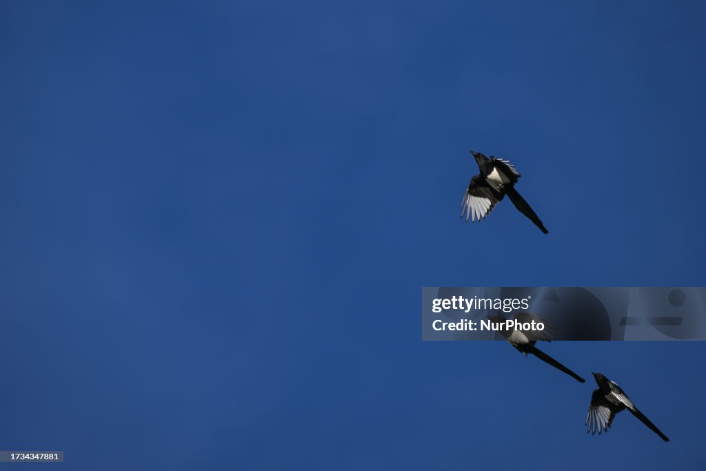 Black-Billed Magpie Of Alberta