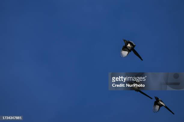 Three Black-billed Magpies seen in Edmonton on October 19 in Edmonton, Alberta, Canada.