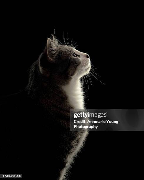 beautiful studio shot of a tabby cat in profile on a black background - cat profile stock pictures, royalty-free photos & images
