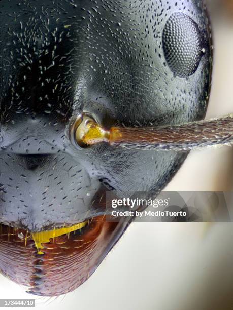 Atom Insect 42 Atomic Ant Stock Photos, High-Res Pictures, and Images - Getty Images