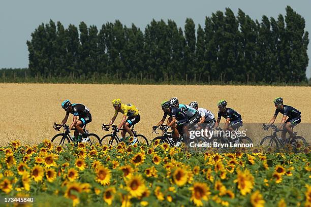 The peloton rides past a field of sunflowers during stage fifteen of the 2013 Tour de France, a 242.5KM road stage from Givors to Mont Ventoux, on...