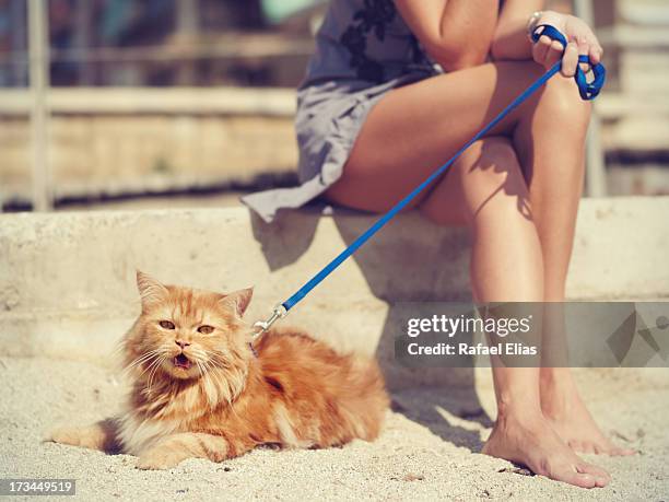 young woman with cat on the beach - leash stock pictures, royalty-free photos & images