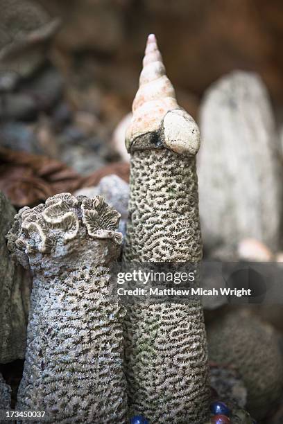 some pices of dead coral and shells - utila honduras stock pictures, royalty-free photos & images