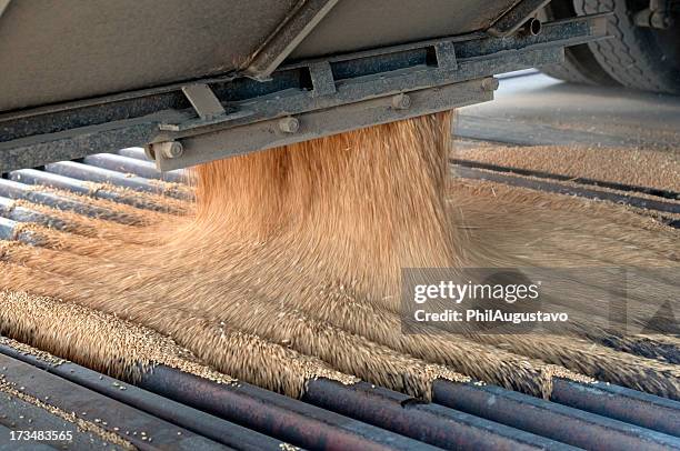 harvested wheat kernels pouring into auger grate at grain elevator - pouring cereal stock pictures, royalty-free photos & images