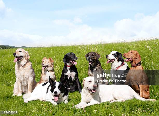 escuela de perro - grupo mediano de animales fotografías e imágenes de stock