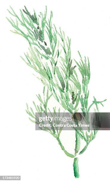 Dpi Dave Johnson illustration of dill weed.