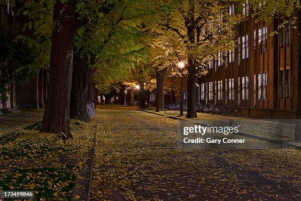 autumn colors at night - university of tokyo 個照片及圖片檔