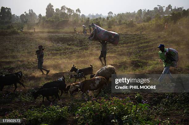 Displaced Congolese flee with the herd on July 15, 2013 the area of Kanyarucinya through Munigi on the outskirts of Goma in the east of the...