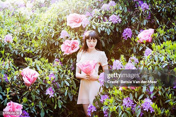 woman holding giant rose, standing in flowerbush. - roses in garden stock pictures, royalty-free photos & images