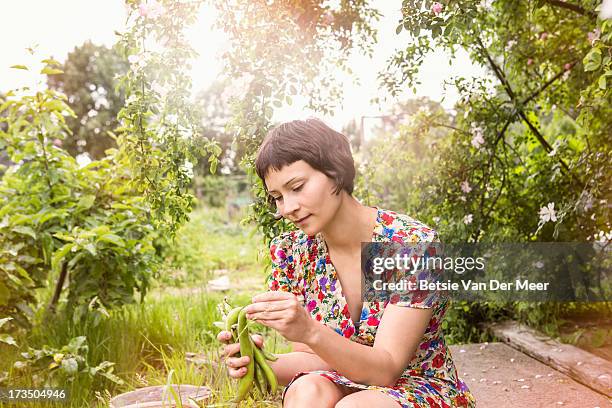 woman peeling broad beans in community garden. - gezamenlijke tuin stockfoto's en -beelden