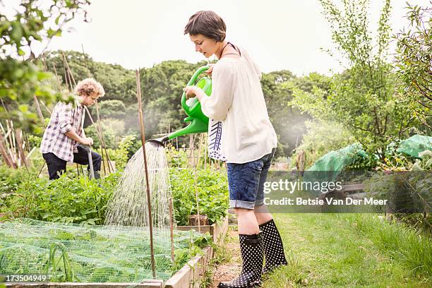 woman watering plants in allotment. - jardín de la comunidad fotografías e imágenes de stock