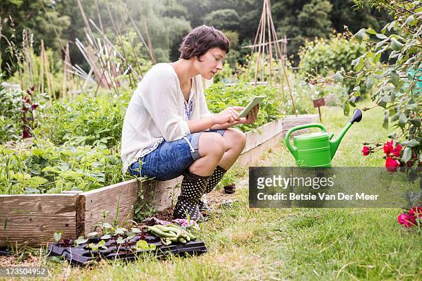 woman checking wireless tablet in allotment. - vegetable garden stock pictures, royalty-free photos & images