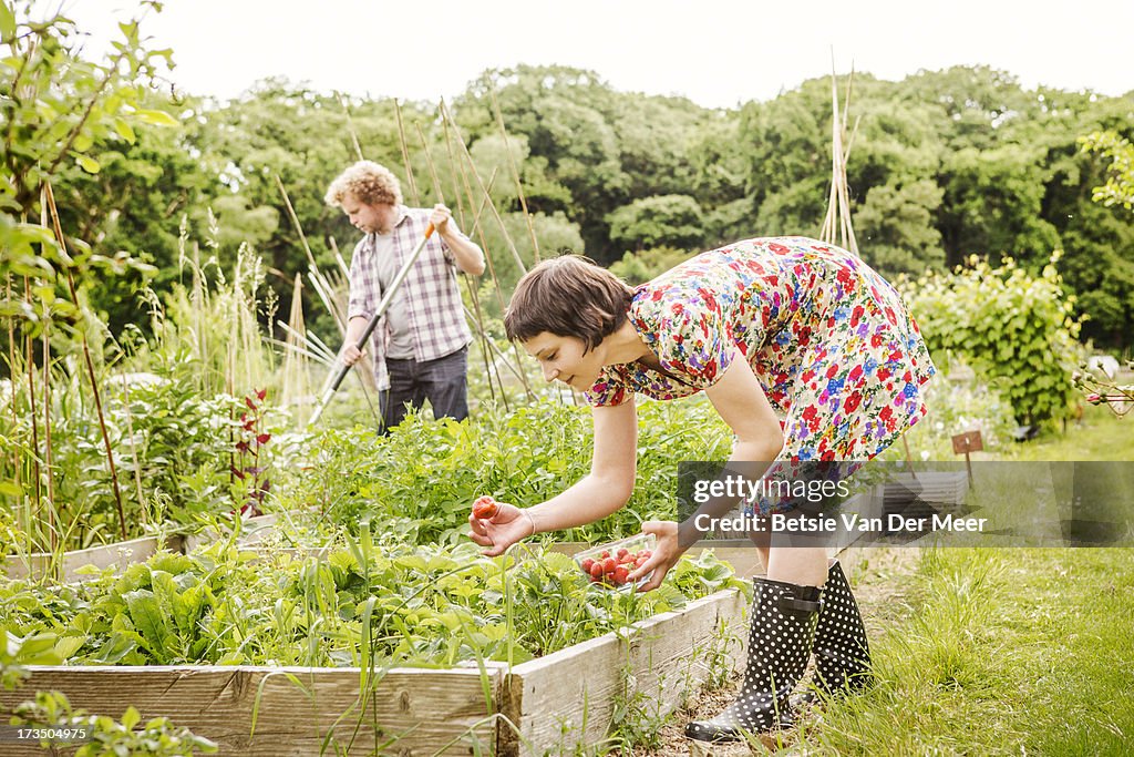 Woman picking strawberries, man racking.