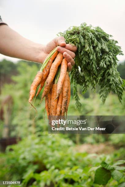 close up of hand holding carrots in allotment. - carrot stock pictures, royalty-free photos & images
