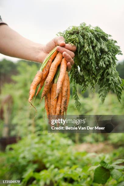 close up of hand holding carrots in allotment. - cultivate stock pictures, royalty-free photos & images