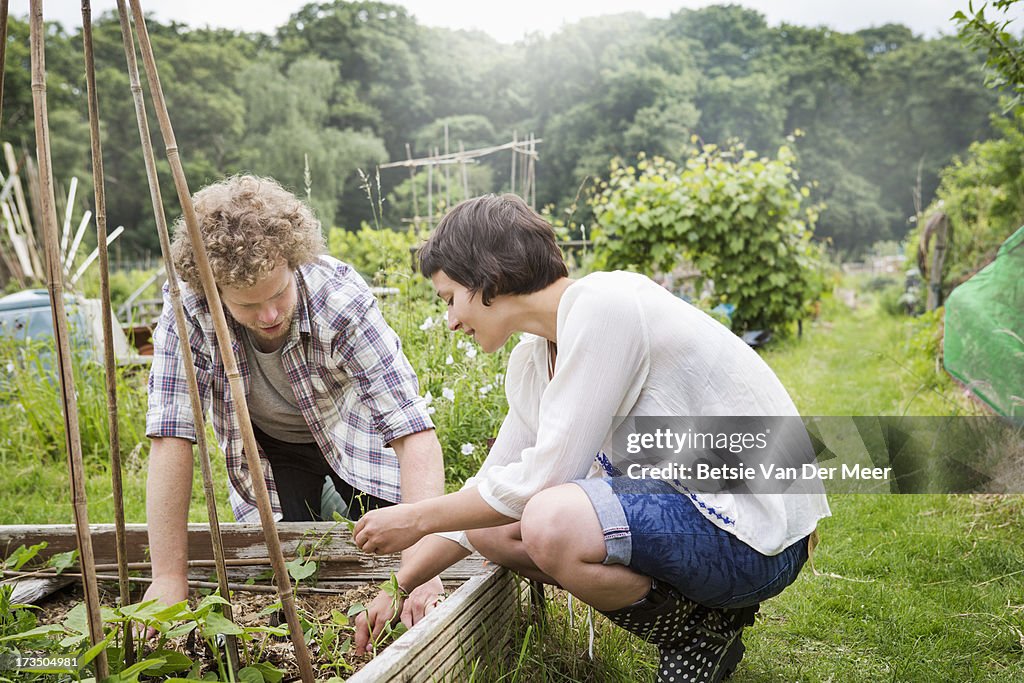 Couple planting bean seedlings in allotment.