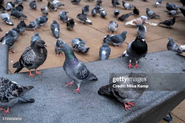 Feral pigeons regular gathering point on the pavement just off Oxford Street on 16th October 2023 in London, United Kingdom. Feral pigeons, also...