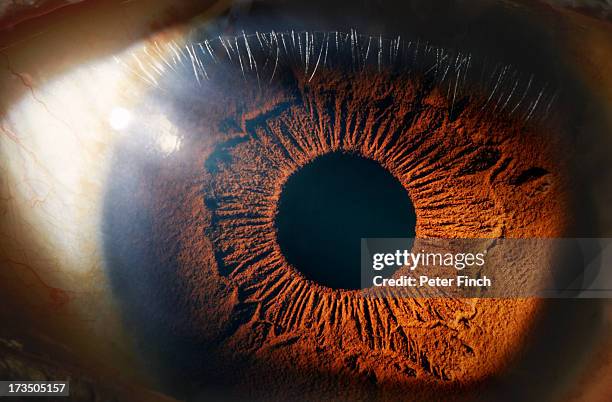 eye close-up - braune augen stock-fotos und bilder