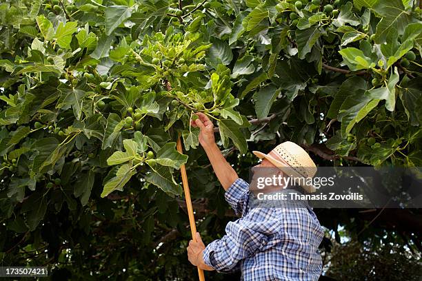 senior man trying to catch figs - fig tree fotografías e imágenes de stock