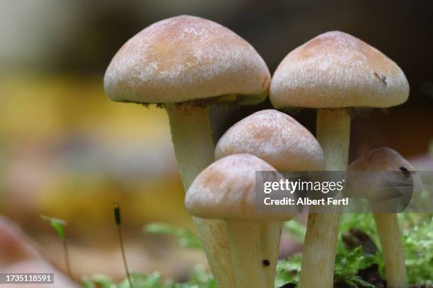 Mushrooms High-Res Stock Photo